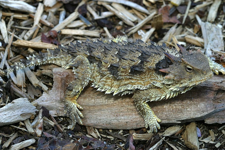brown reptile on log, horned toad, lizard, camouflage, portrait HD wallpaper