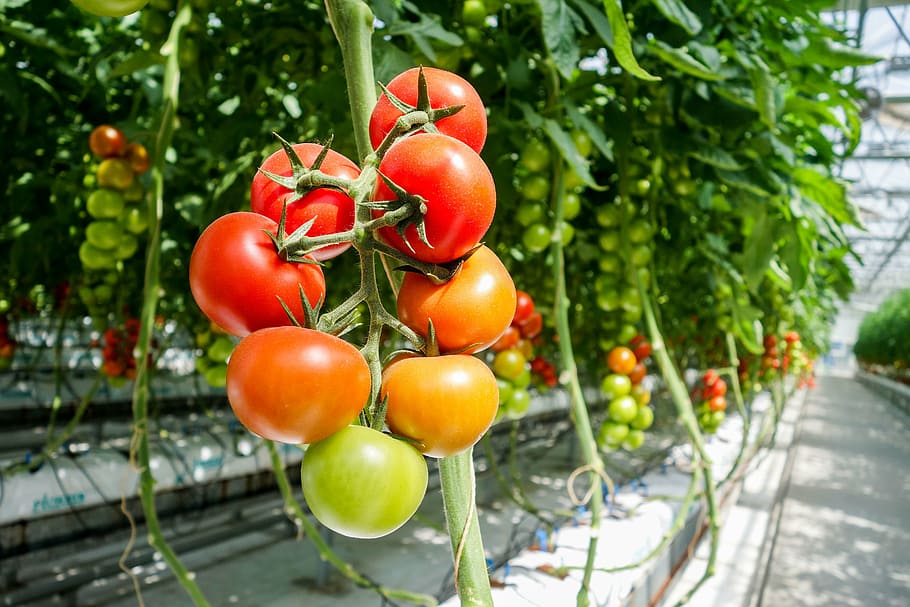closeup photo of tomatoes, greenhouse, food and drink, vegetable HD wallpaper