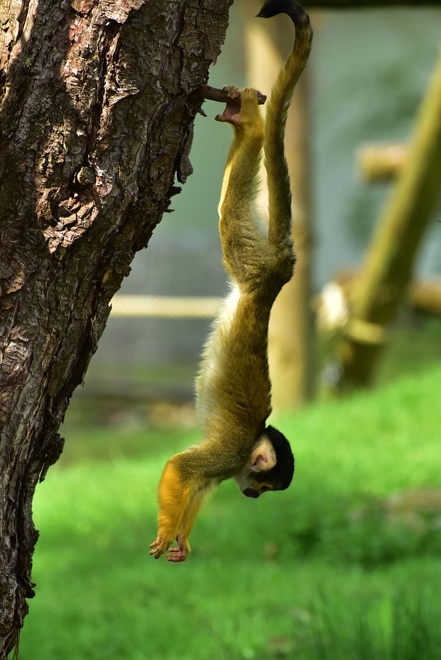 close up photography of monkey on tree, small, äffchen, cute HD wallpaper