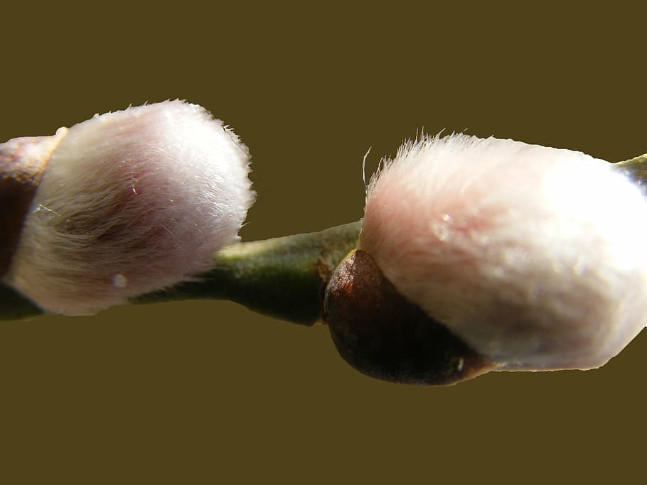 pussy willow, soft, fluffy, spring, close-up, freshness, plant HD wallpaper