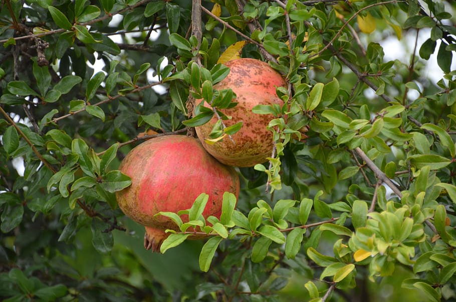 pomegranate, tree, nature, red, fruit, healthy, vitamins, exotic HD wallpaper
