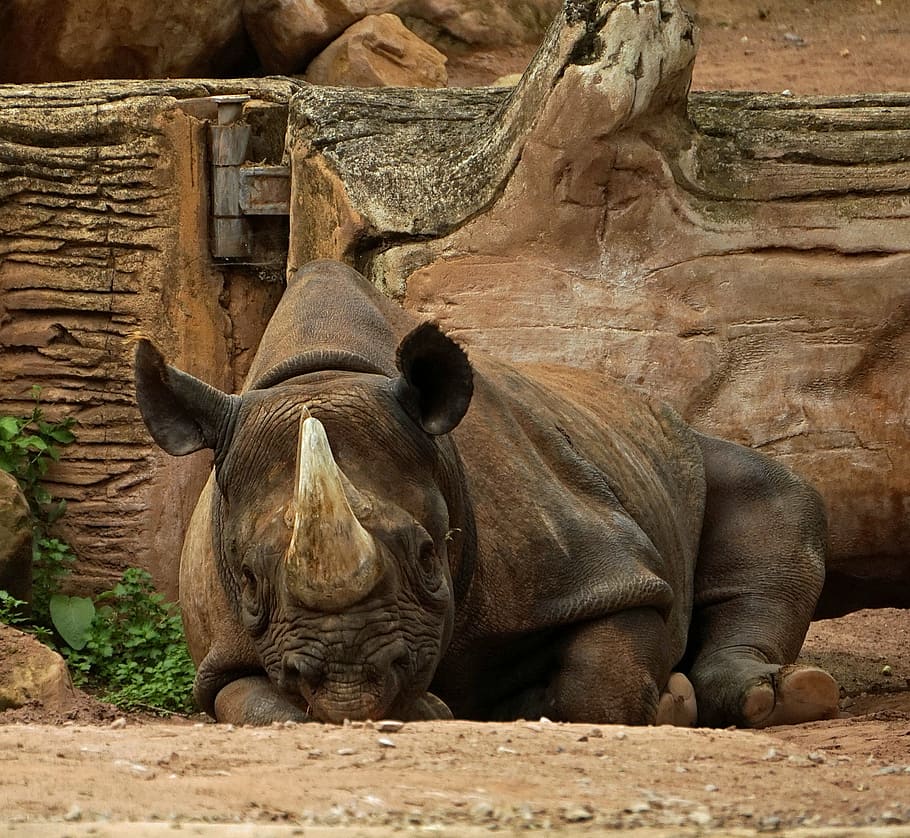 rhino, horn, lying, pachyderm, close, head, animal, mammal HD wallpaper