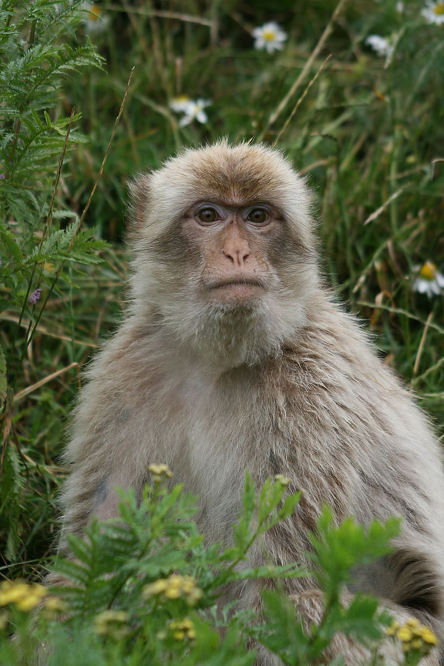 monkey, face to face, animal, mammal, wildlife, primate, nature HD wallpaper
