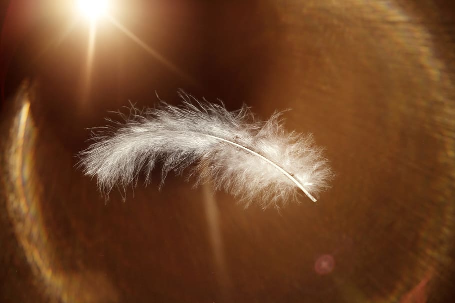 macro photography of white feather, slightly, weightless, airy HD wallpaper