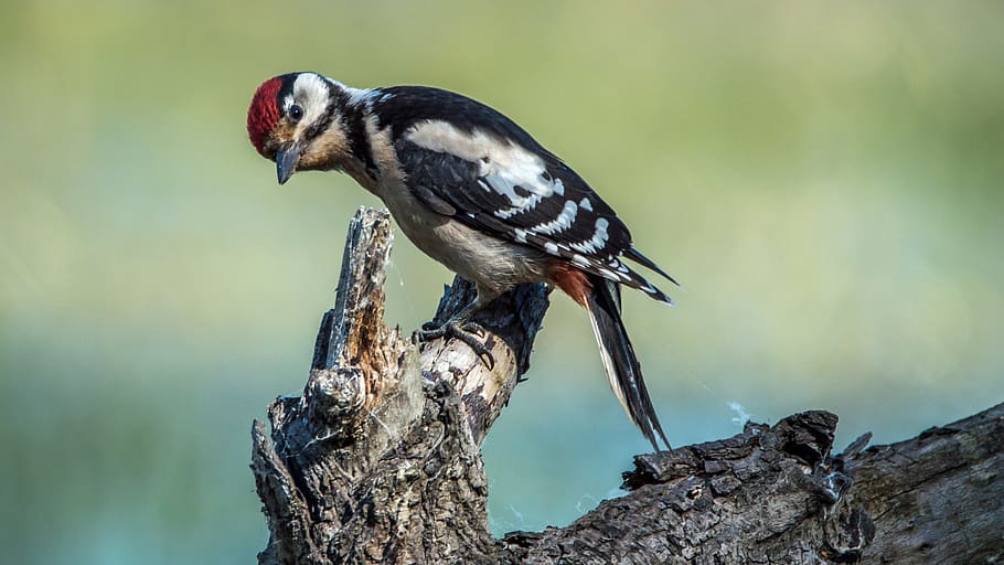 white belly long beaked bird on tree branch, spotted, sit, nature HD wallpaper