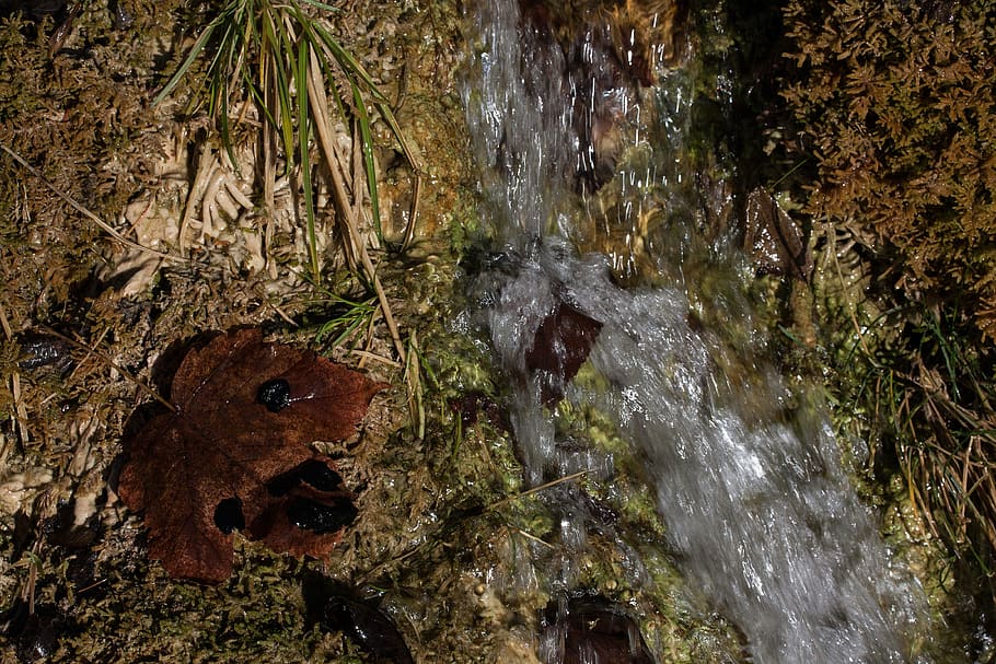 source, bach, water, bubble, idyll, moss, green, nature, spring HD wallpaper