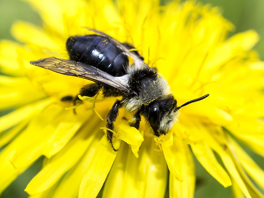 Bee, Wild, Insect, Nature, Animal, wild bee, flower, yellow HD wallpaper