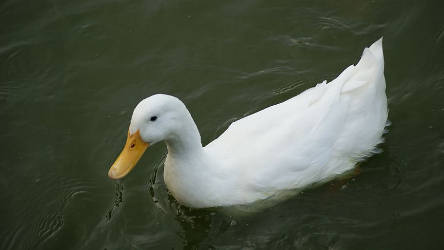 duck, white, teal, animals in the wild, animal themes, one animal HD wallpaper