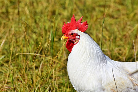 close-up of white rooster on grass, hahn, crow, poultry, comb HD wallpaper