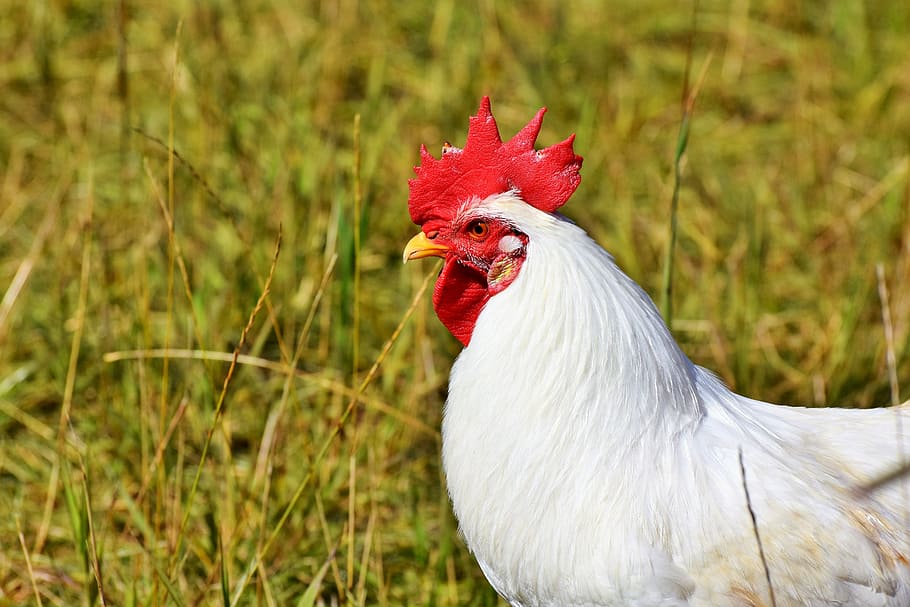 close-up of white rooster on grass, hahn, crow, poultry, comb