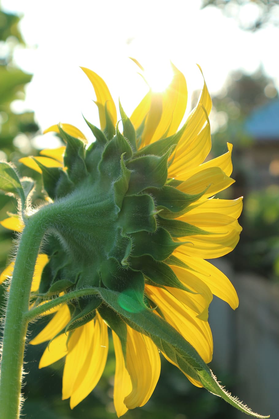 sunflower, yellow, flowers, flowering plant, vulnerability HD wallpaper