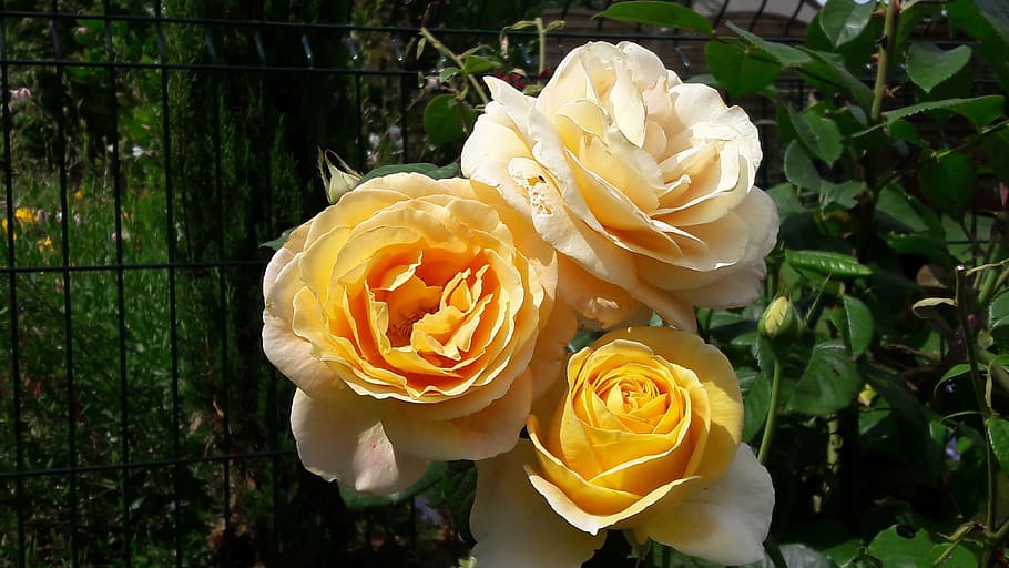 pink, flower, nature, flowering plant, rose, rose - flower HD wallpaper