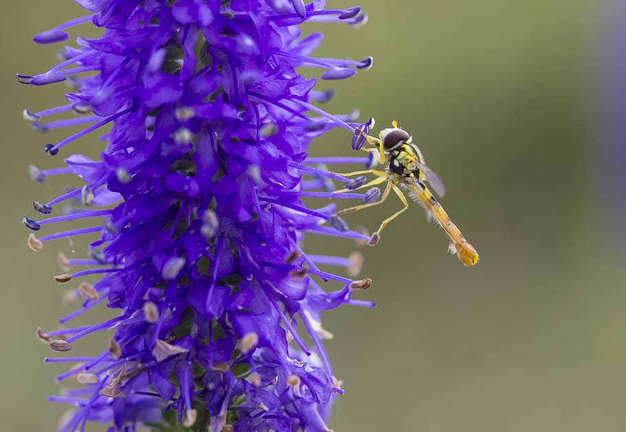insect, flower, macro, summer, flying insect, blue flower, be HD wallpaper