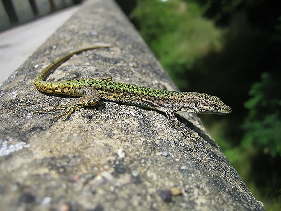 lizard, creature, reptile, wildlife, animal, animal themes HD wallpaper