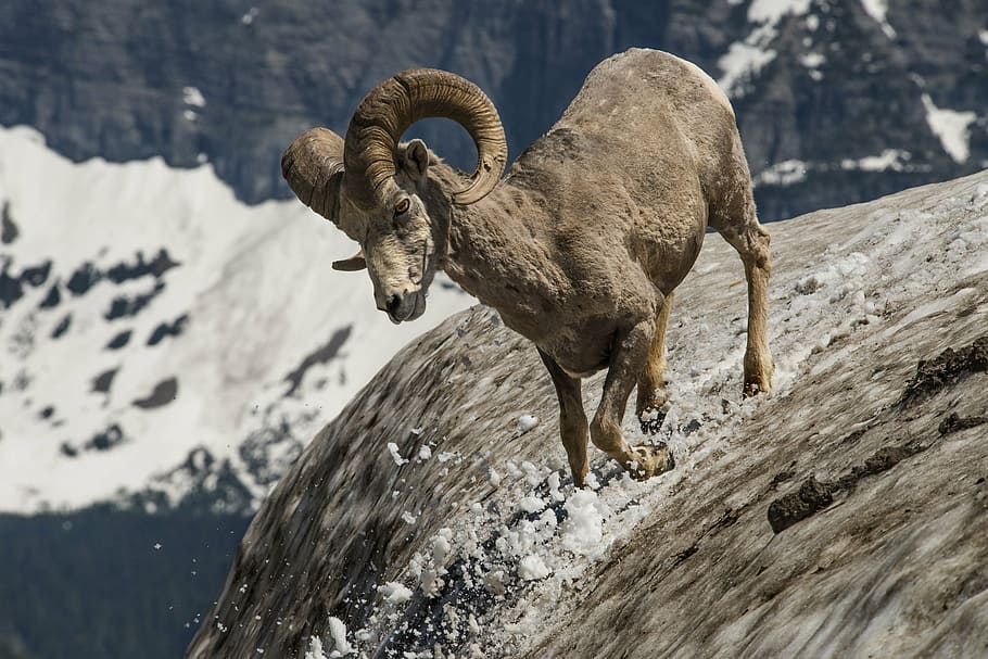gray mountain goat, longhorn, ram, wildlife, nature, snow, horns, HD wallpaper