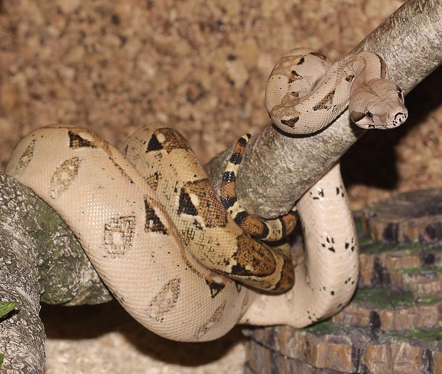 emperor snake, boa, boa constrictor imperator, lurking, close HD wallpaper