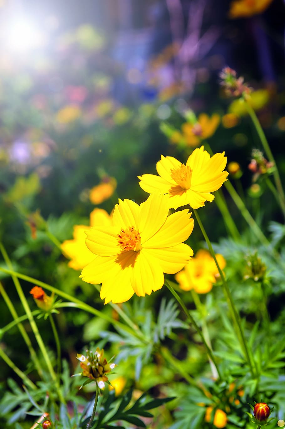 shallow focus photo of yellow flowers, grass, nature, summer HD wallpaper