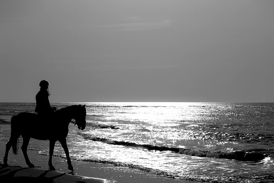 horse, jumper, sea, beach, water, mammal, domestic animals HD wallpaper