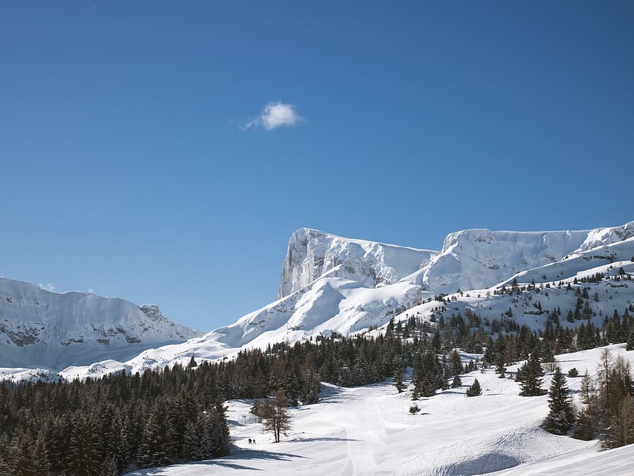 snow-covered pine forest during day, landscape photograph of mountain HD wallpaper
