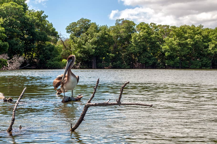 Venezuela, Mangroves, Pelican, Bird, forest, trees, woods, water, HD wallpaper