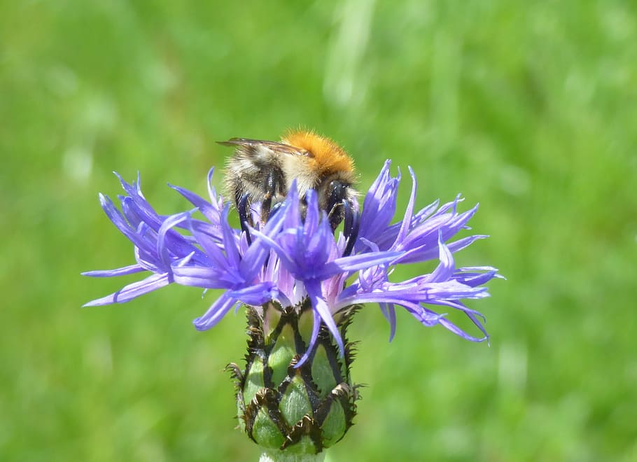 bee, insect, raindrop, nature, flowering plant, fragility, vulnerability HD wallpaper