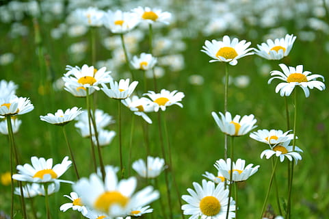 common daisy flowers on grass field, selective focus photo of white and yellow petaled flowers HD wallpaper
