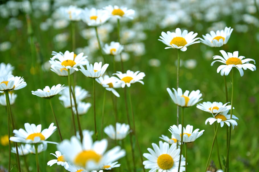 common daisy flowers on grass field, selective focus photo of white and yellow petaled flowers HD wallpaper