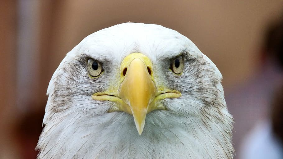 American Eagle, white tailed eagle, adler, bald eagle, close HD wallpaper