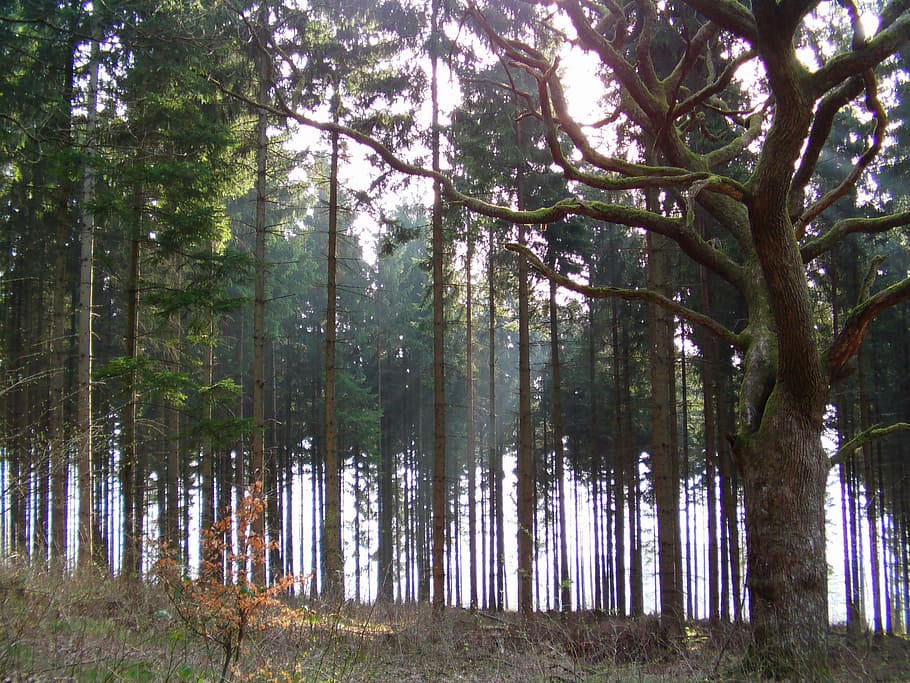 Forest, Morning, Tree, Back Light, nature, outdoors, no people HD wallpaper