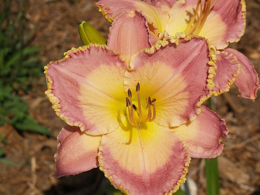 flower, daylily, pink, yellow, crinkled, garden, plant, nature, HD wallpaper