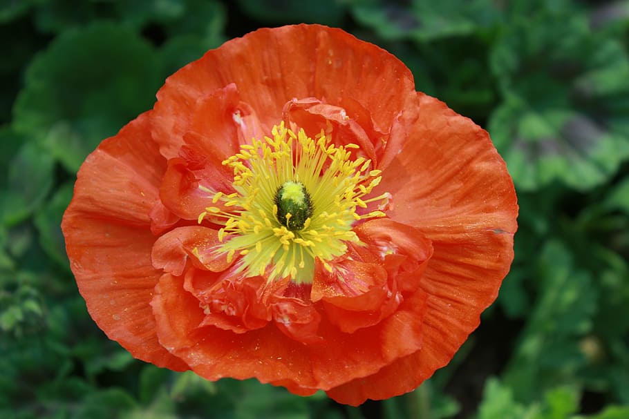 flowers, poppy, nature, tabitha, red, feel, spring, pictures, HD wallpaper
