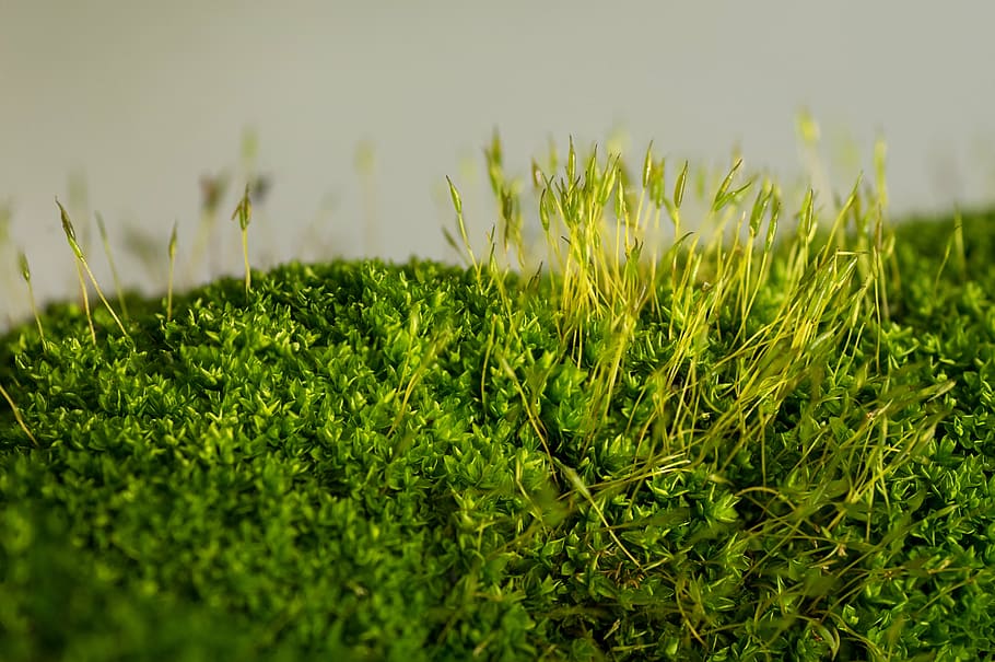 madagascar, macro, closeup, moss, nature, plant, texture, growth HD wallpaper