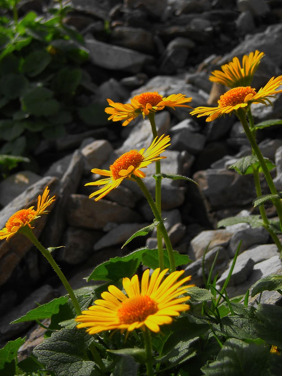 retezat, mountains, transylvania, flower, flowering plant, beauty in nature HD wallpaper