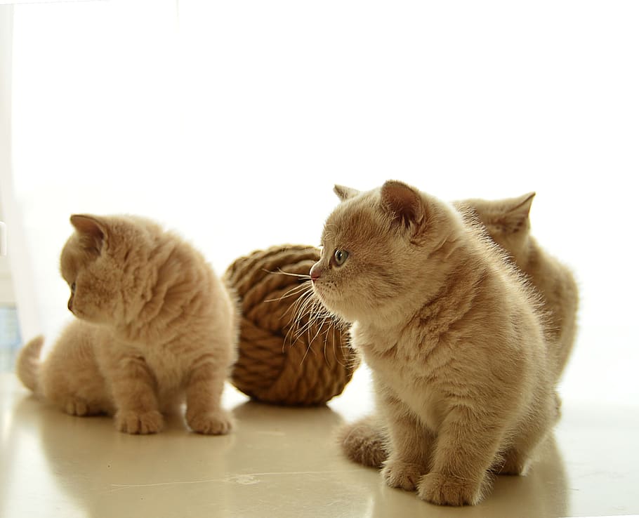 kitty, british, kitten, mammal, animal themes, pets, domestic HD wallpaper