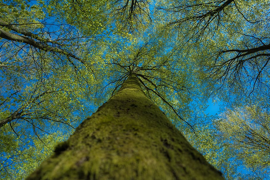 nature, trees, leaves, bark, trunks, branches, twigs, sky, pattern HD wallpaper