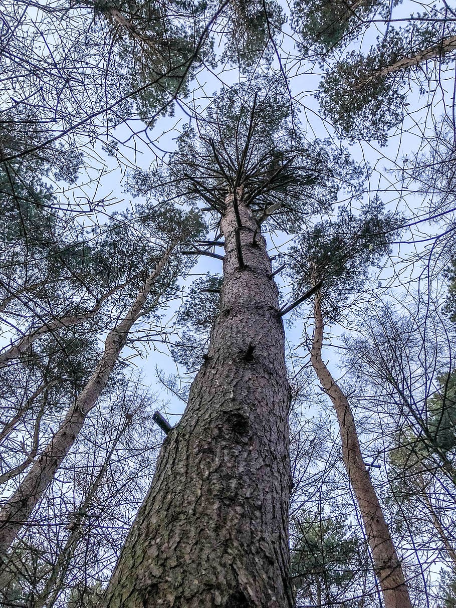 tree, wood, forest, park, tree trunk, plant, low angle view HD wallpaper