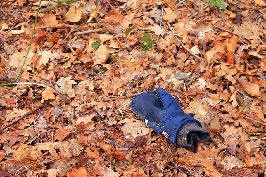 glove, leaves, missing, crime, leaf, plant part, autumn, change HD wallpaper