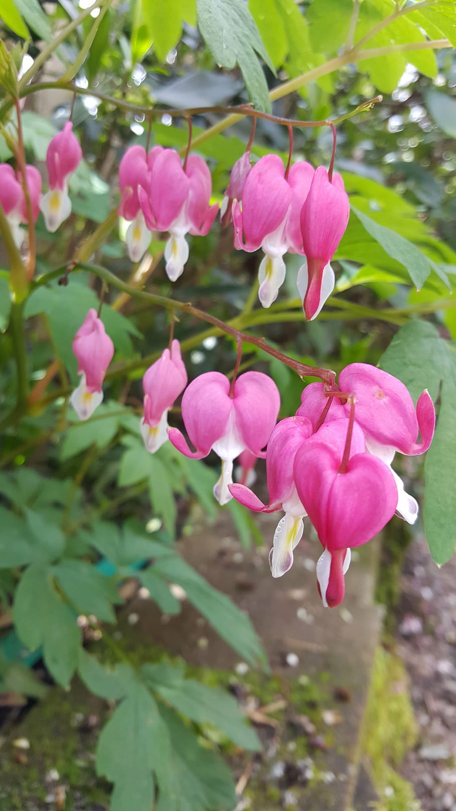 bleeding, hearts, flower, flowering plant, beauty in nature HD wallpaper