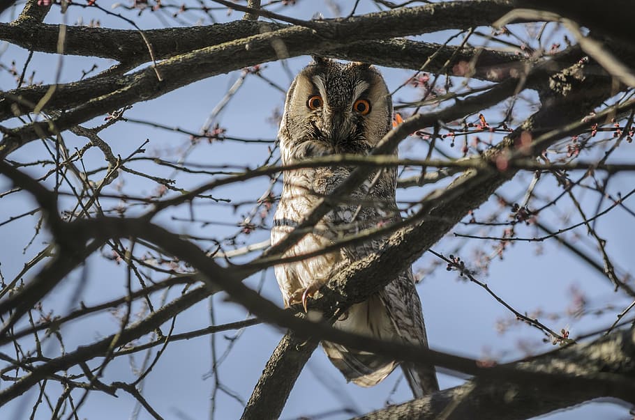 owl, bird, madárféle, is watching, predator, winged, trees, HD wallpaper