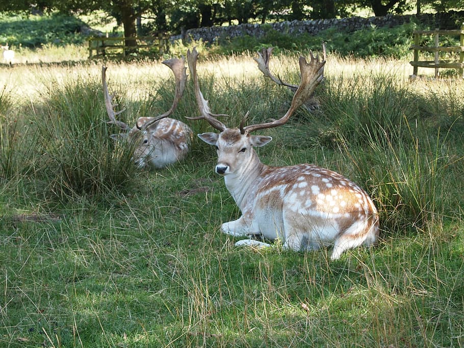 deer, park, fallow, nature, mammal, stag, antlers, sitting HD wallpaper