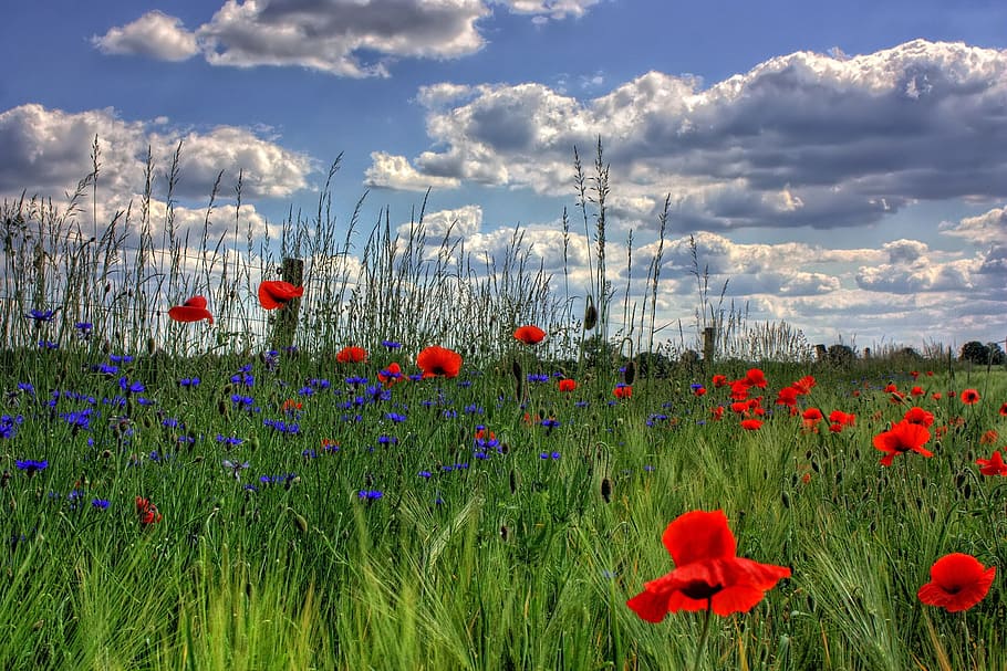 Red Petaled Flowers With Blue Petaled Flowers on a Field during Daytime HD wallpaper