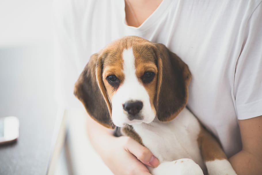 person carrying tri-colo beagle, person carrying short-coated white and brown puppy, HD wallpaper