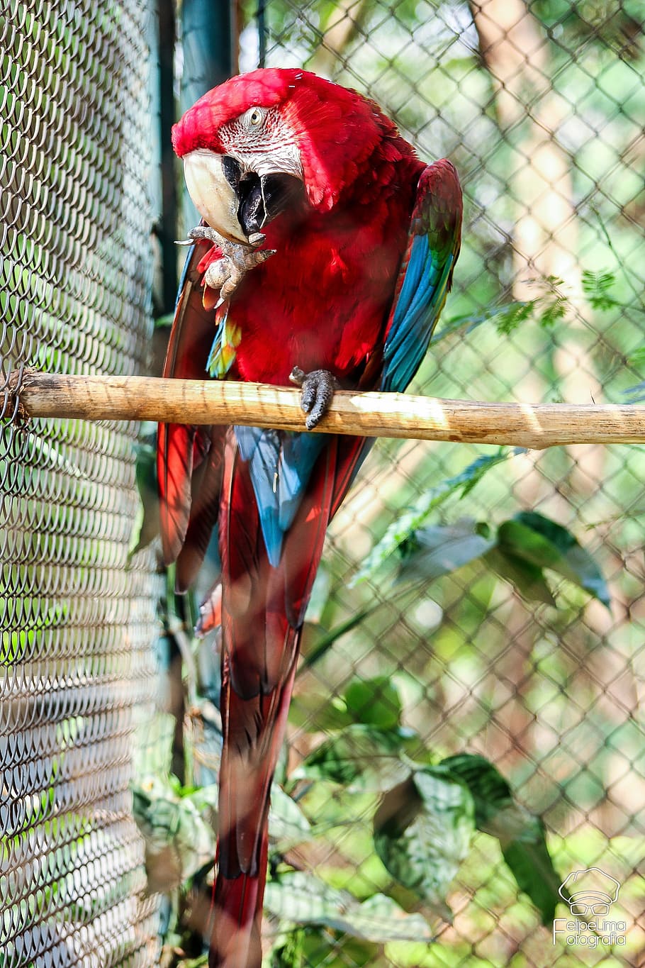 Arara, Species, Extinction, animal, bird, parrot, macaw, nature HD wallpaper