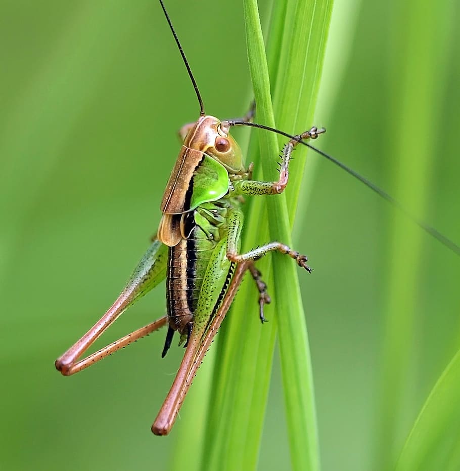 Insect, Nature, Live, animal themes, green color, animal wildlife HD wallpaper