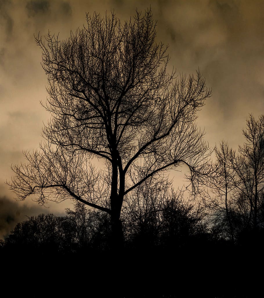 tree, bushes, black, nature, landscape, shrubs, bare tree, branch HD wallpaper