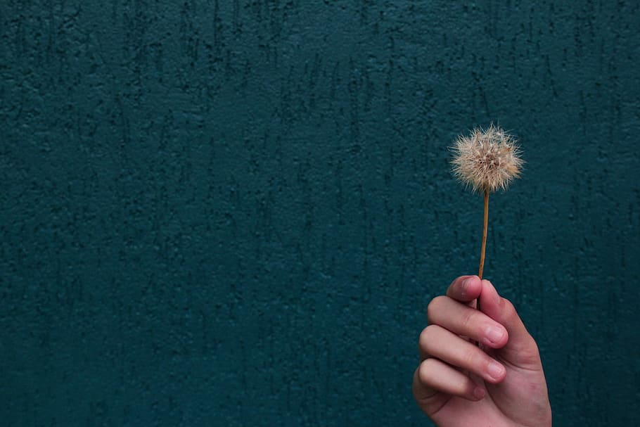 person holding withered dandelion flower, hand, black background HD wallpaper