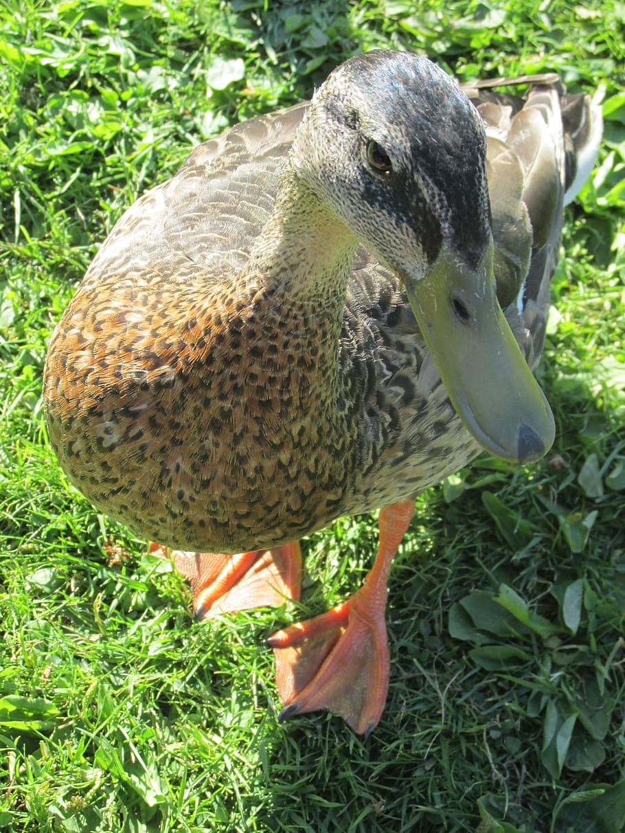 duck, beak, bird, nature, brown, animal themes, animals in the wild HD wallpaper