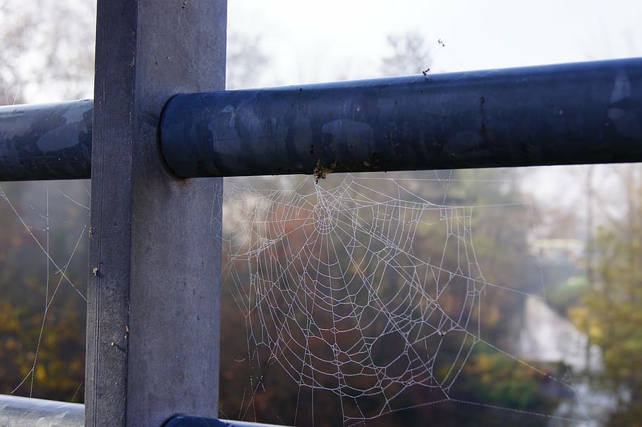 autumn, dew, cobweb, railing, cloud ready, spider Web, nature HD wallpaper