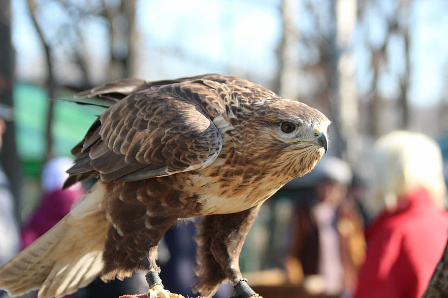 hawk, bird, sarich, buzzard, living nature, predator, animals HD wallpaper