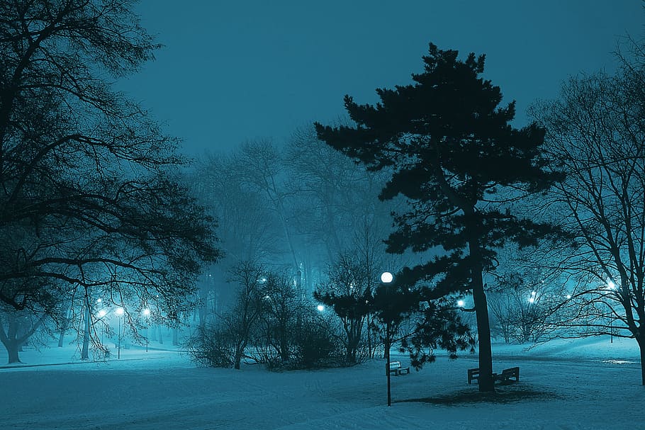 cold, snow, light, dawn, atmosphere, branch, dark, fog, foggy, HD wallpaper